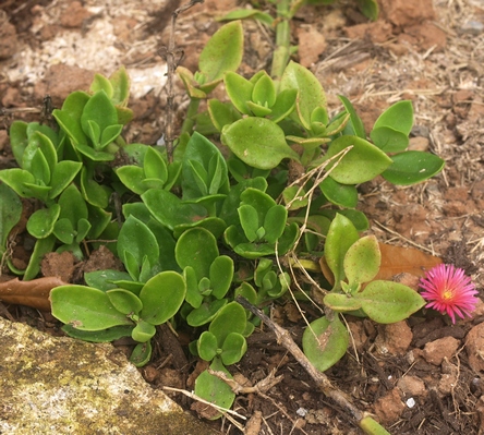 Mesembryanthemum cordifolium